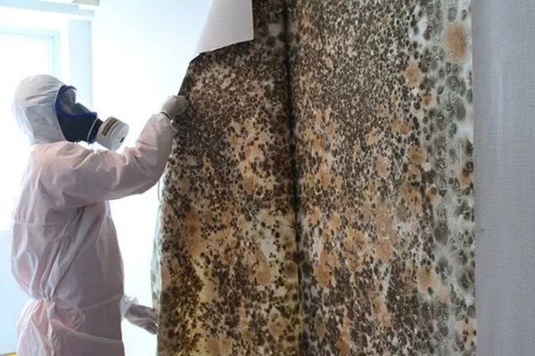 mold restoration near me boise